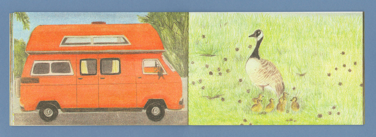 Caravanas and 16 ducks